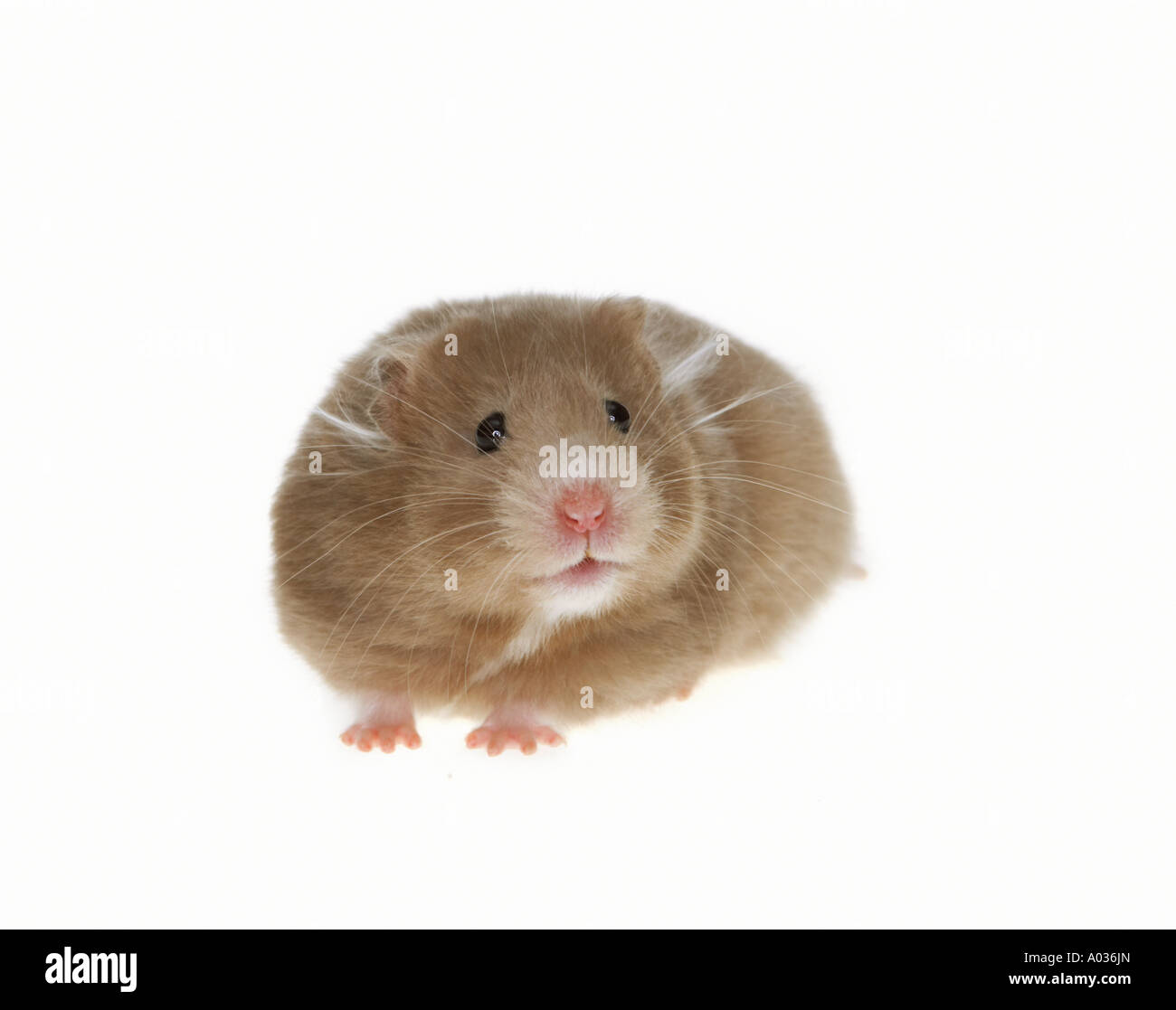 Criceto dorato - tagliare Foto Stock