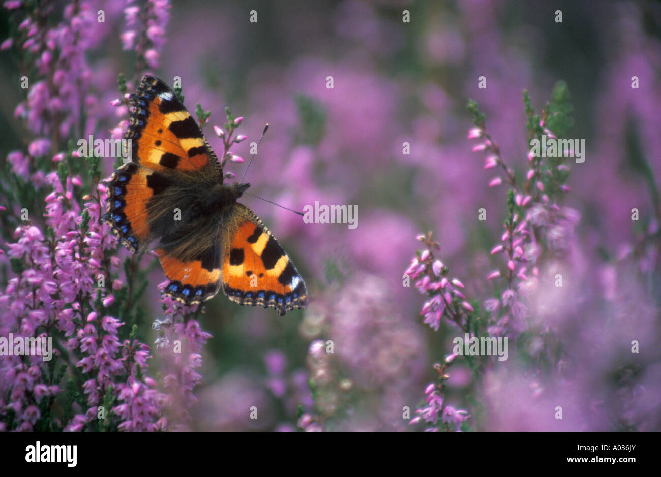 Farfalla con leggermente danneggiato ala nell'erica, piccola tartaruga Foto Stock