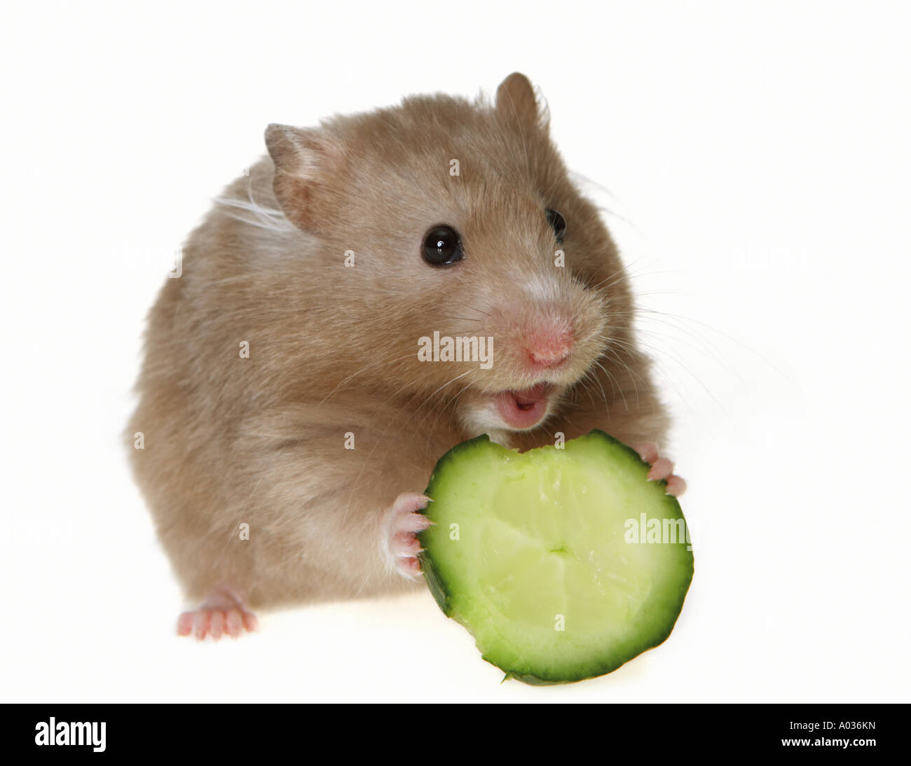 Criceto dorato con cetriolo - tagliare Foto Stock