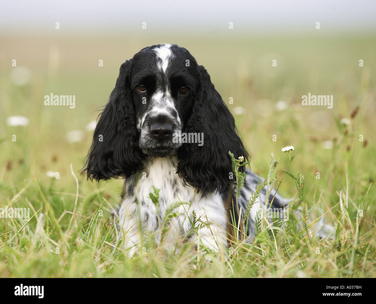 Cocker Spaniel giacente sul prato Foto Stock