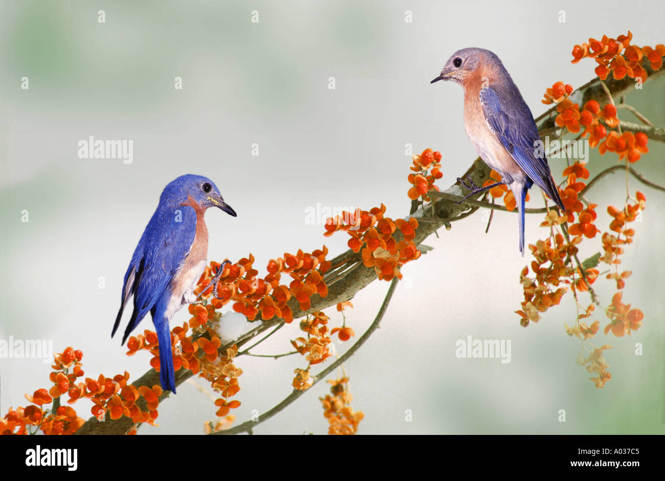 Maschio e femmina di American Bluebirds affacciati sul ramo nevoso di bacche agrodolce inverno, STATI UNITI D'AMERICA Foto Stock