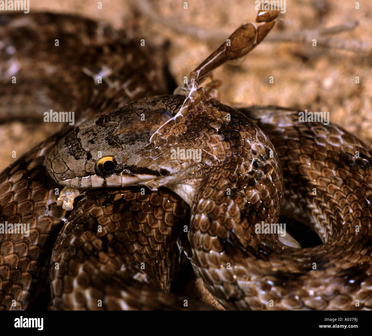 Serpente liscio del sud (Coronella girondica) che soffoca la pelle Foto Stock