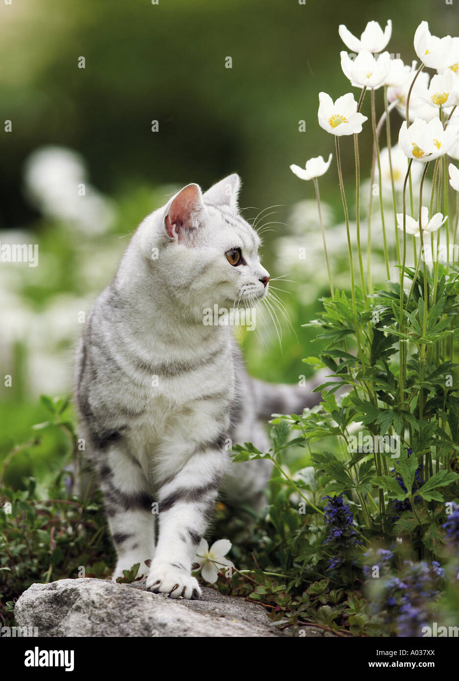 British Shorthair cat in piedi su una pietra accanto a fiori Foto Stock