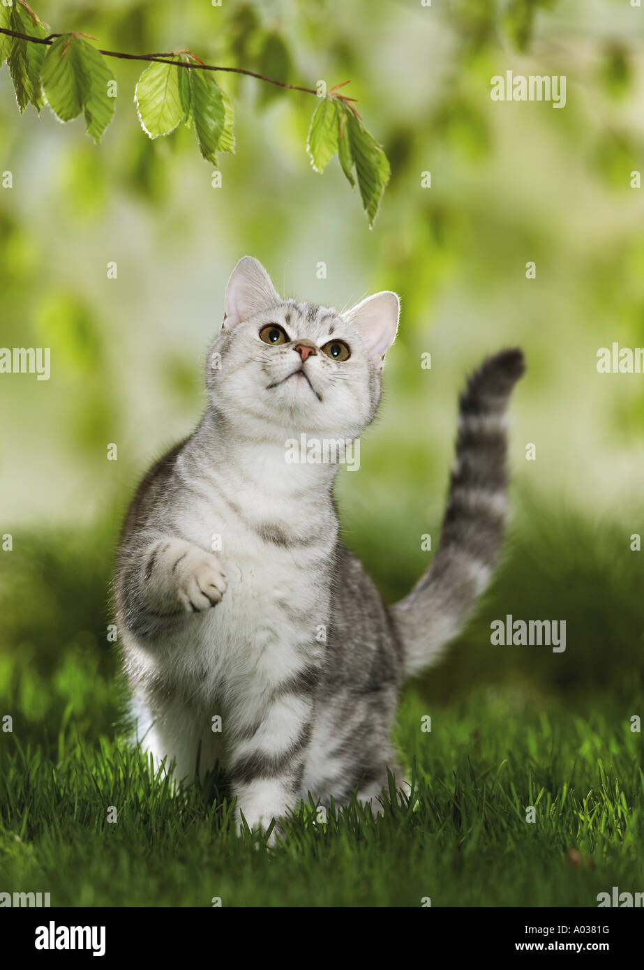 British Shorthair cat - guardare ramoscello Foto Stock
