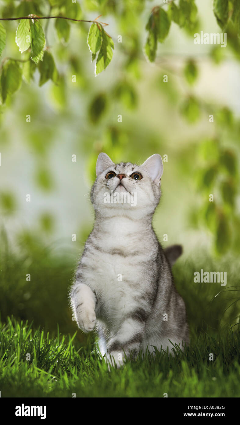 British Shorthair cat - guardare ramoscello Foto Stock