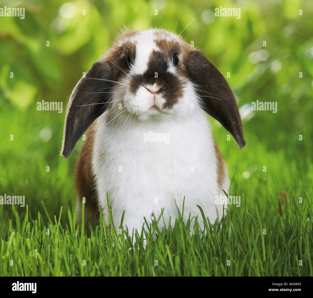 Coniglio nano - sul prato Foto Stock