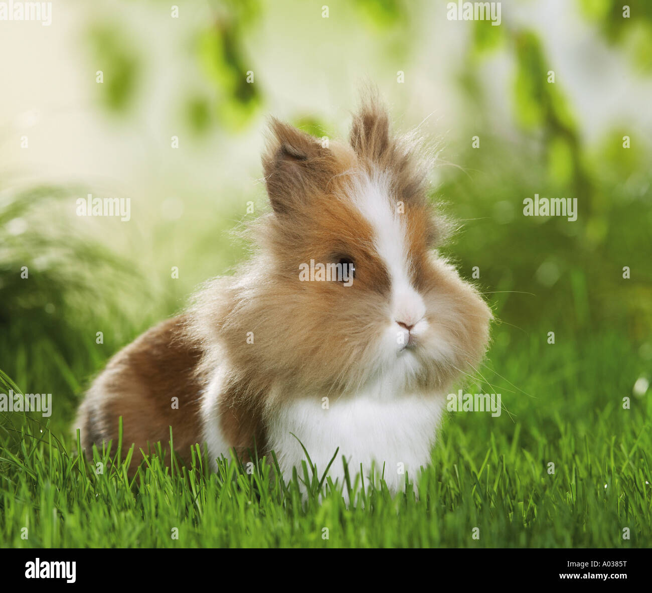 Lionhead rabbit - sul prato Foto Stock