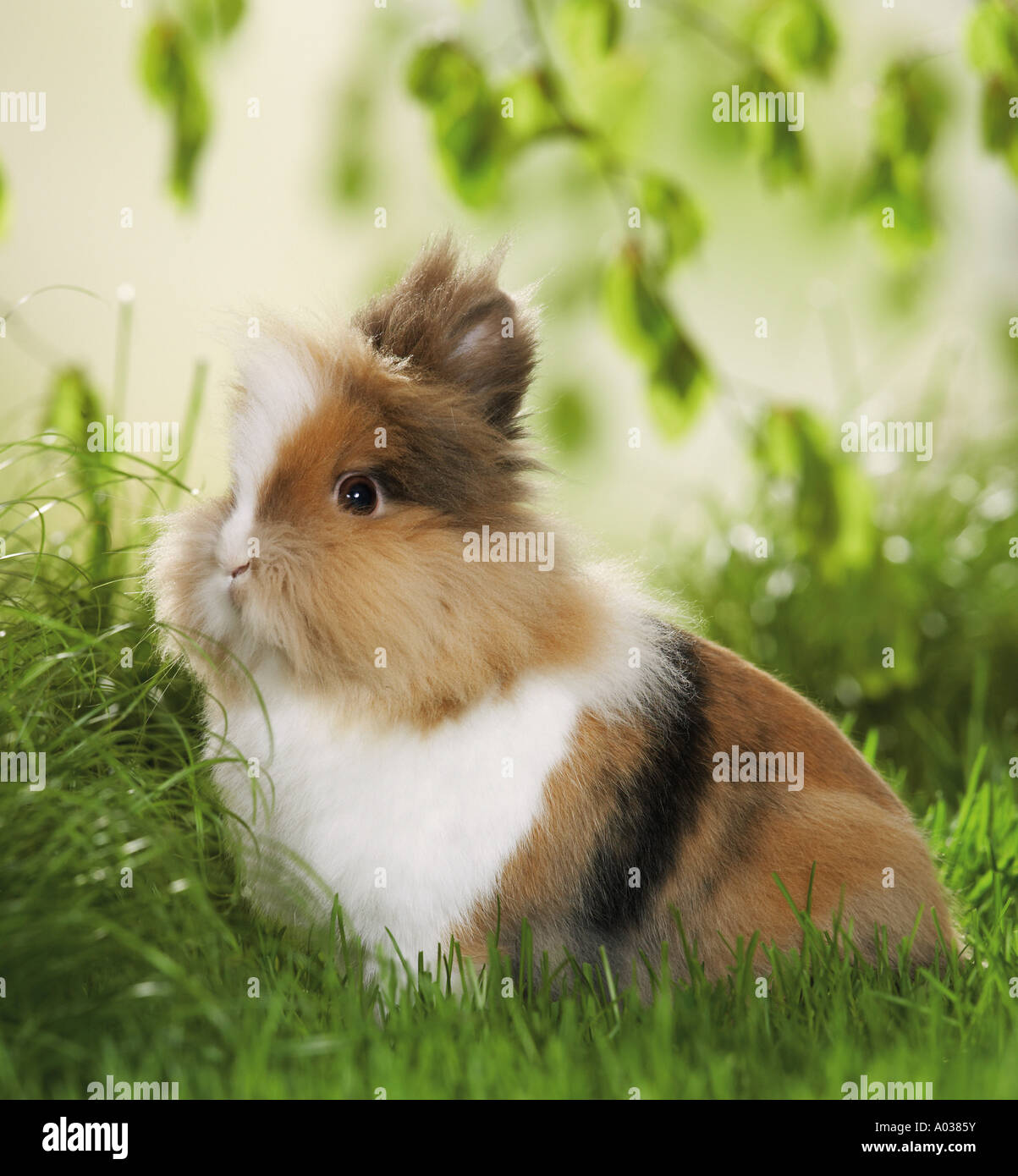 Lionhead rabbit - sul prato Foto Stock