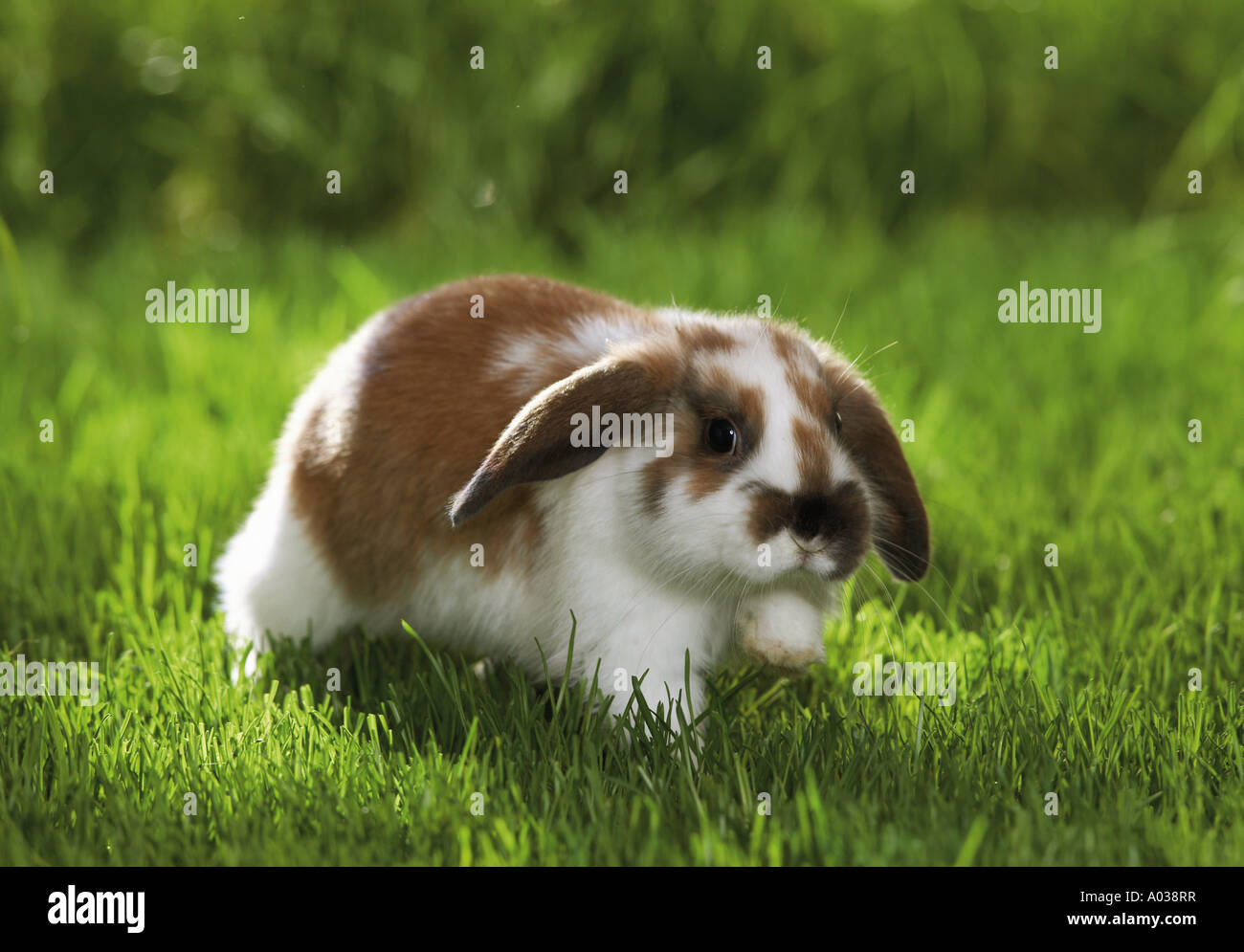 Coniglio nano sul prato Foto Stock