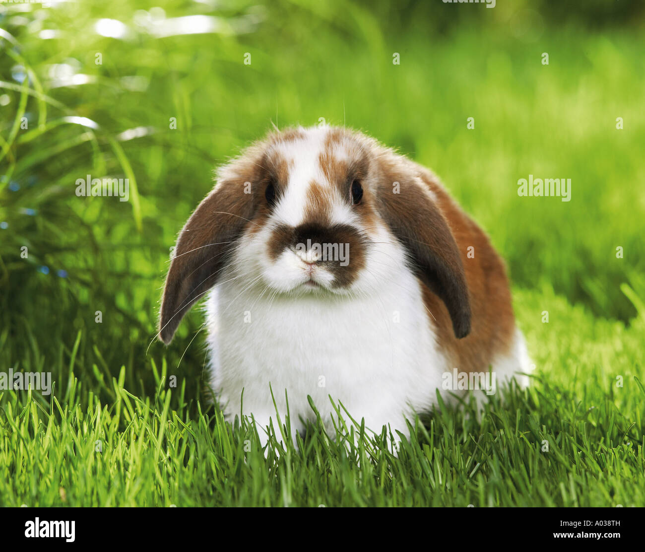 Coniglio nano - sul prato Foto Stock