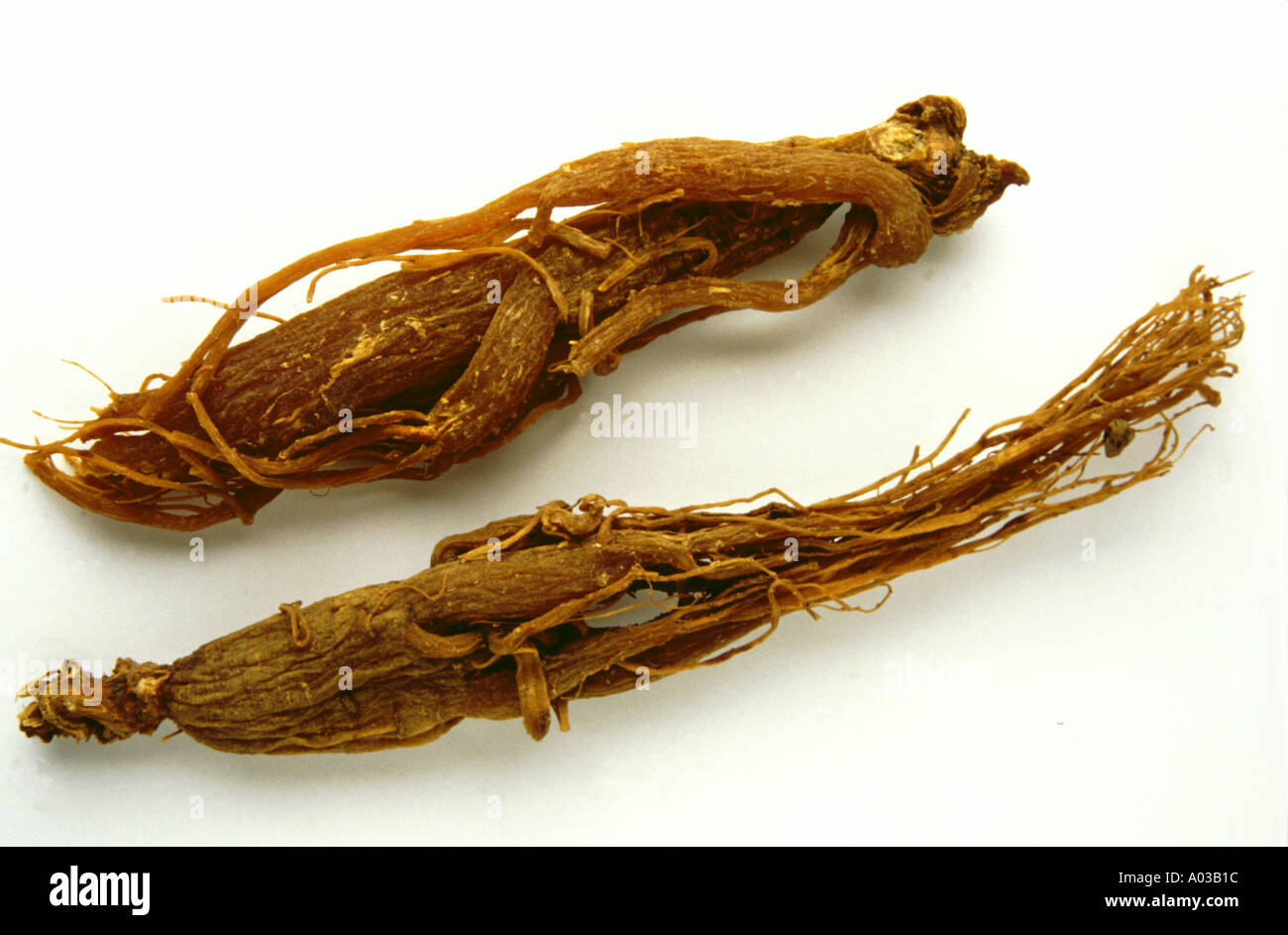 Asciugare le radici di ginseng Panax ginseng pianta medicinale medicina cinese Foto Stock