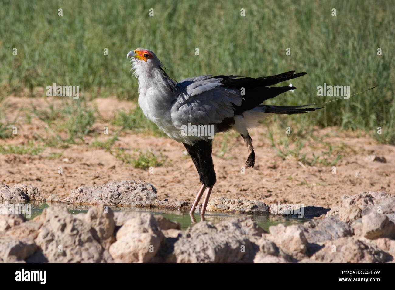 Secertary bird a waterhole Foto Stock