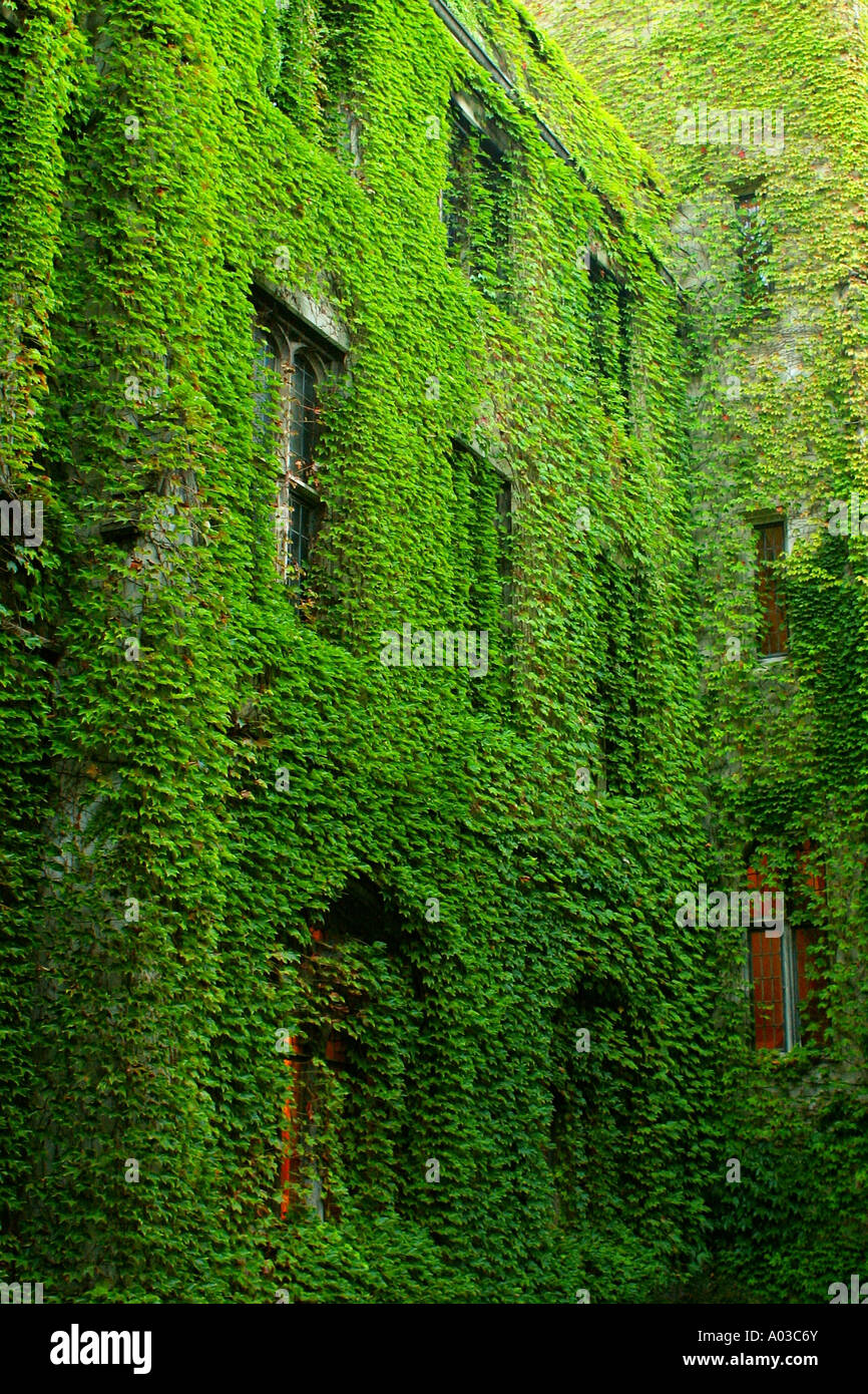 Coperto di edera pareti all'esterno di un edificio costruito in università in stile gotico in forte luce e ombra. Foto Stock