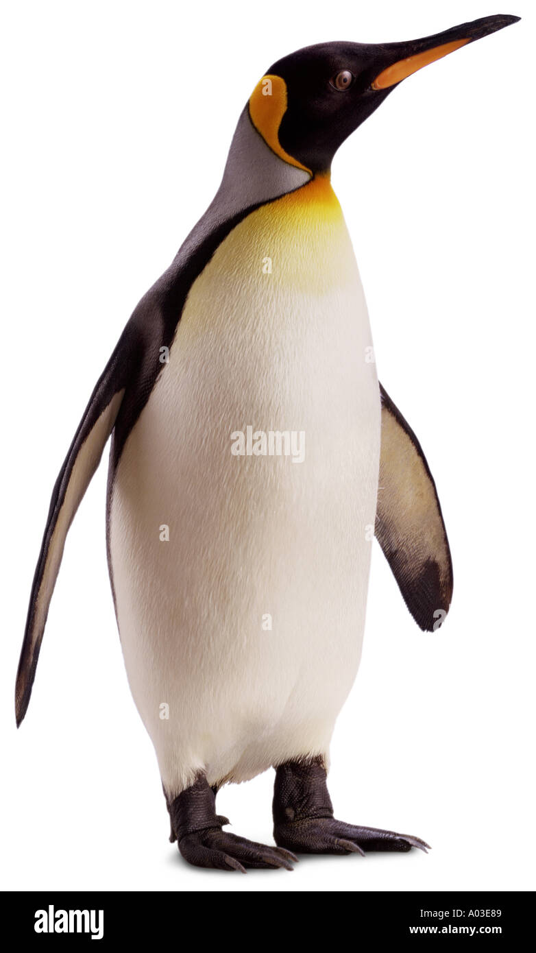 pinguino Foto Stock