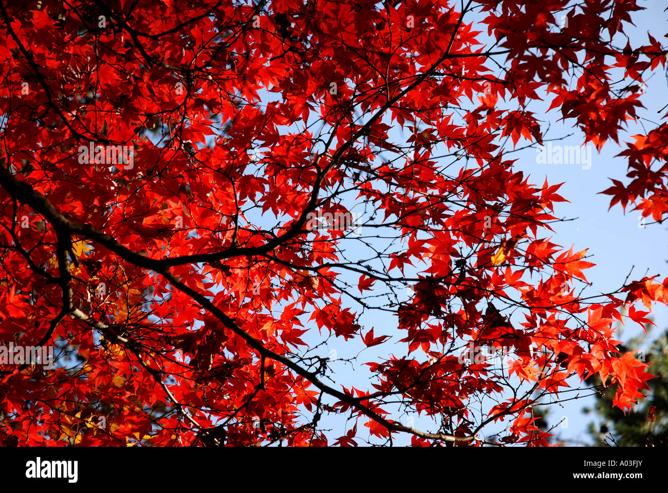 Acer palmatum ATROPURPUREUM in autunno, Westonbirt Arboretum, Gloucestershire, England, Regno Unito Foto Stock