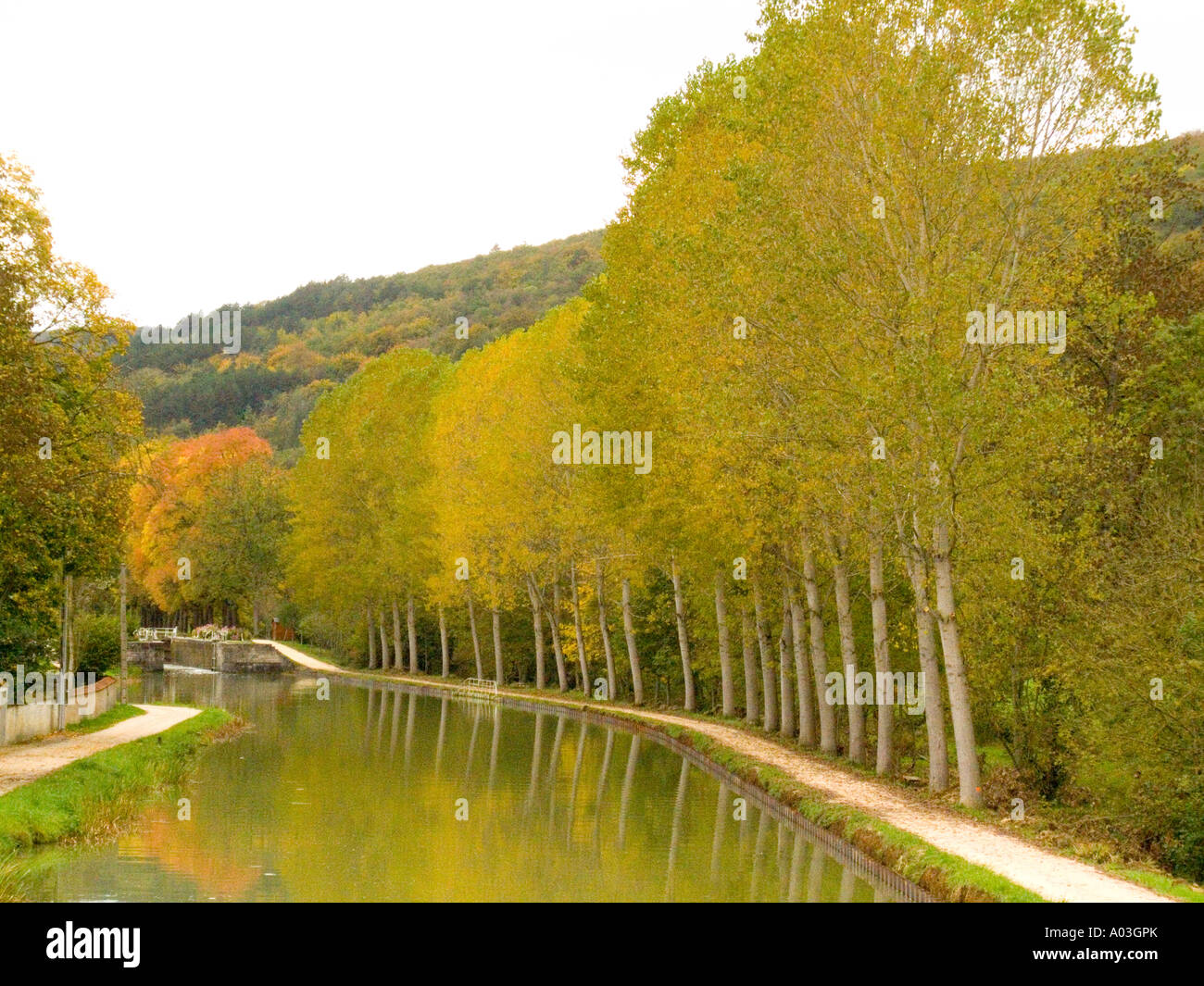 Viale di platani crescente lungo il Canal de Bourgogne a Gissey Sur Ouche vicino a Digione Borgogna Francia. Foto Stock