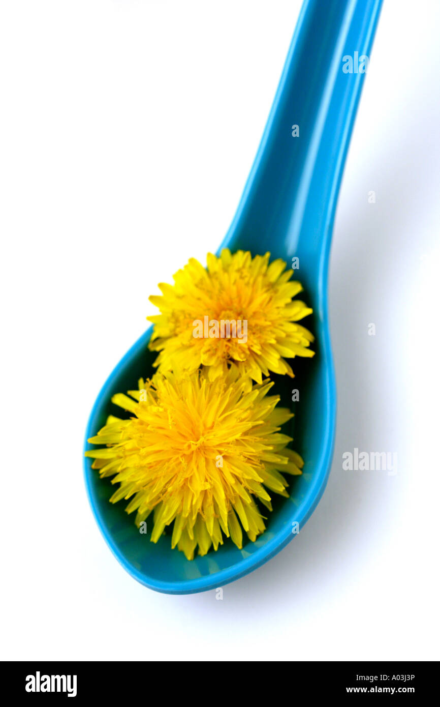 Fiori di tarassaco Taraxacum officinale Foto Stock