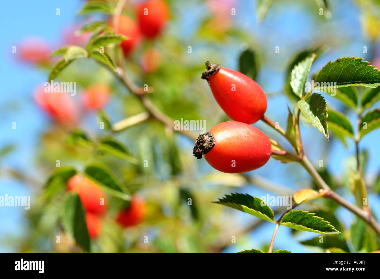 Rosa canina (Rosa canina) Foto Stock