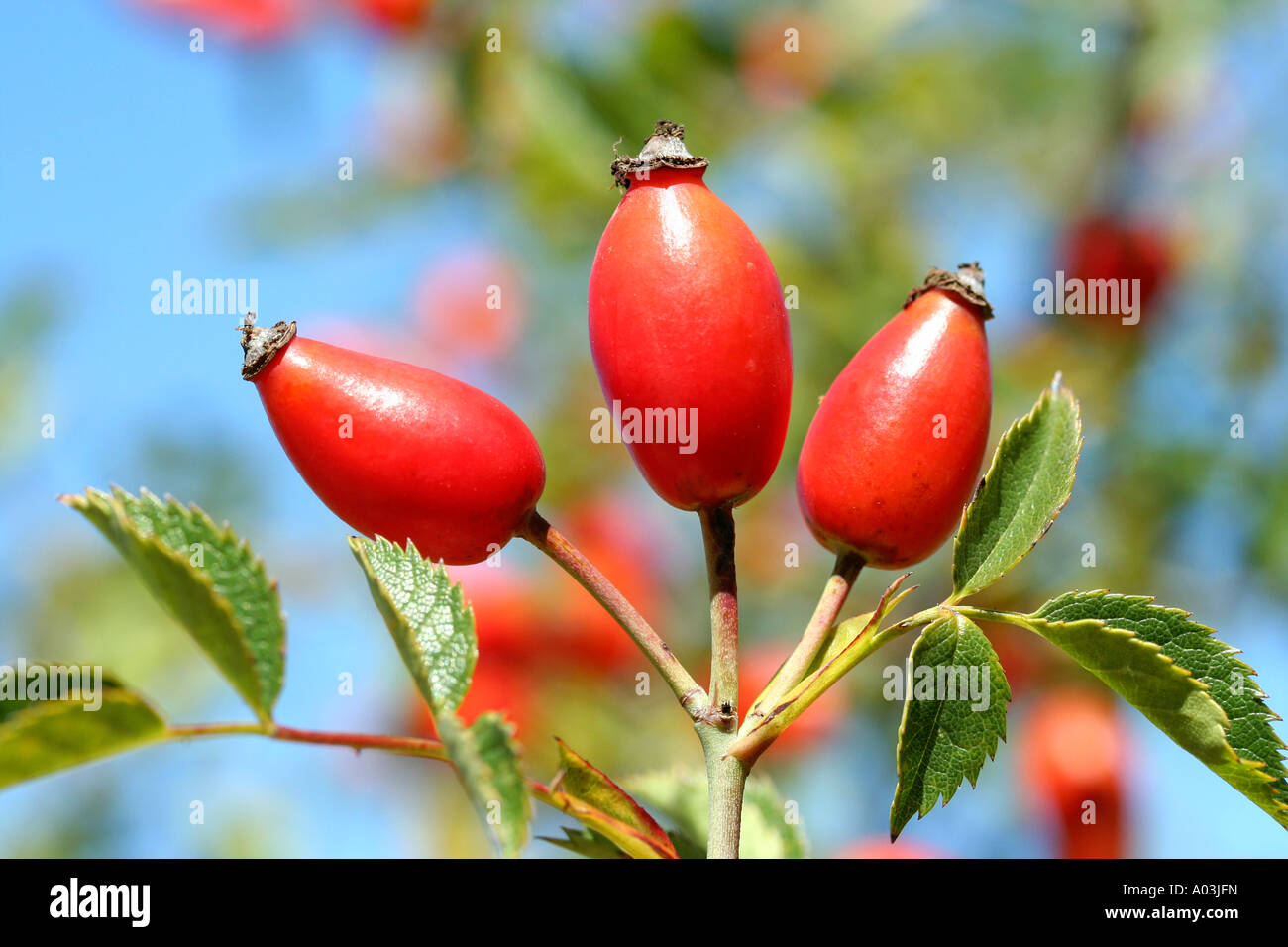 Rosa canina (Rosa canina) Foto Stock