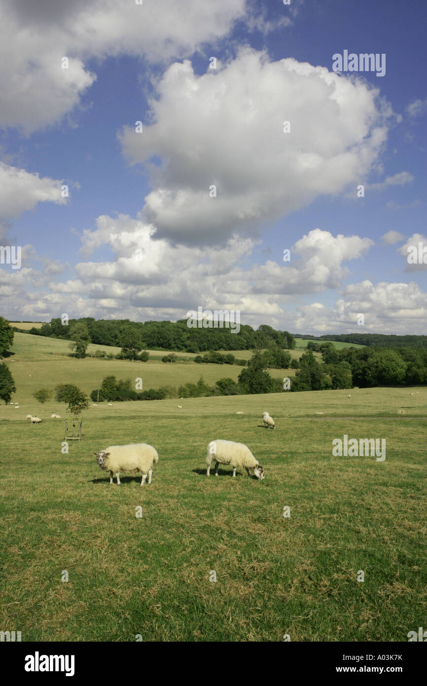 La pittoresca campagna di cotswold a è migliore con pecore al pascolo su terreni agricoli aperto su una giornata d'estate. Foto Stock