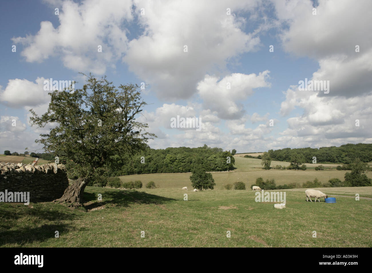 La pittoresca campagna di cotswold a è migliore con pecore al pascolo su terreni agricoli aperto su una giornata d'estate. Foto Stock