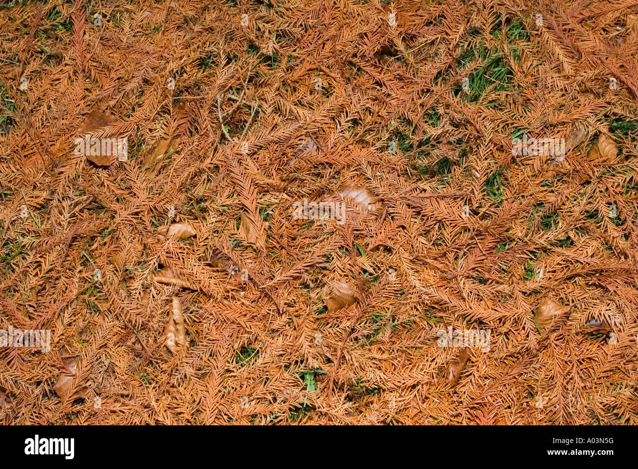 Tappeto di foglie cadute di palude cypress Taxodium distichum WORCESTERSHIRE REGNO UNITO Foto Stock