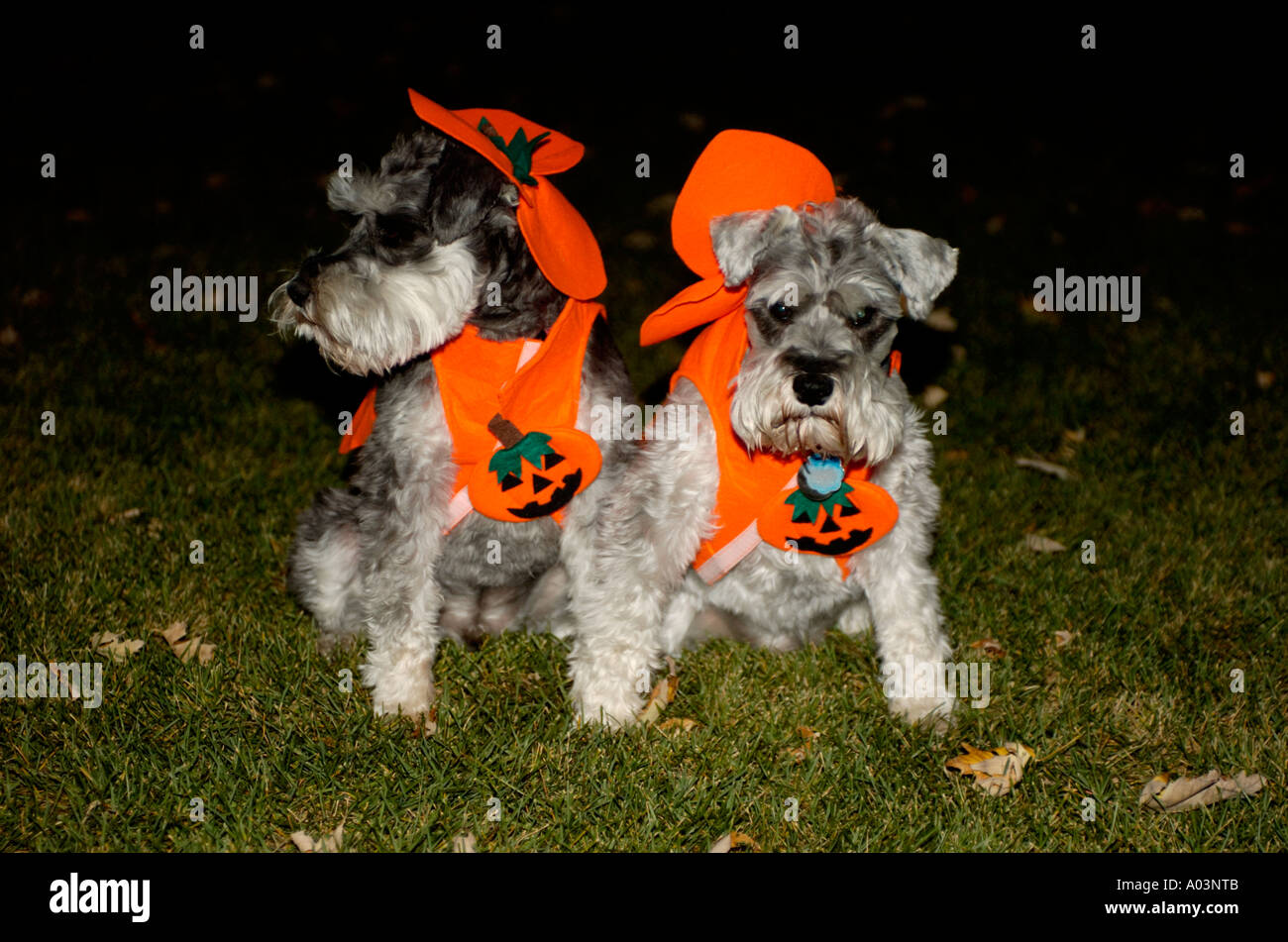 Due Schnauzers in miniatura vestito in zucca di Halloween costumi. Foto Stock