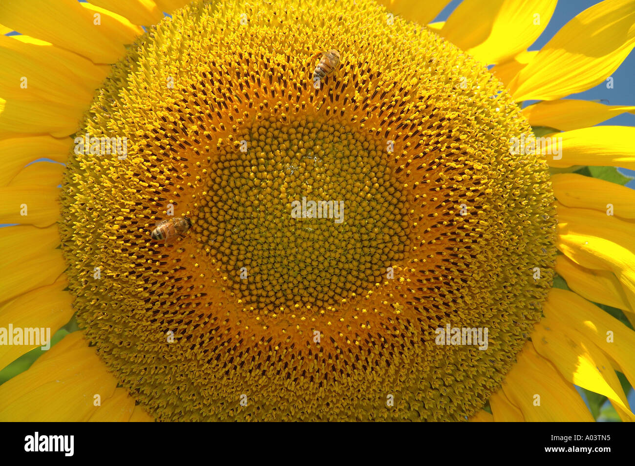 Ade 004 Close up dei semi di girasole Helianthus annuus Foto Stock