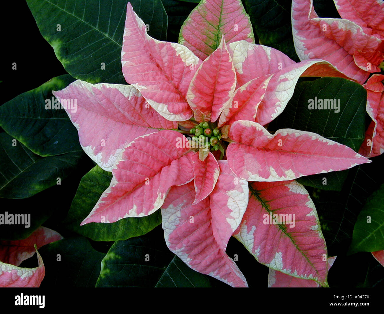 Euphorbia pucherrima rosa fiore Poinsettia brattee Foto Stock