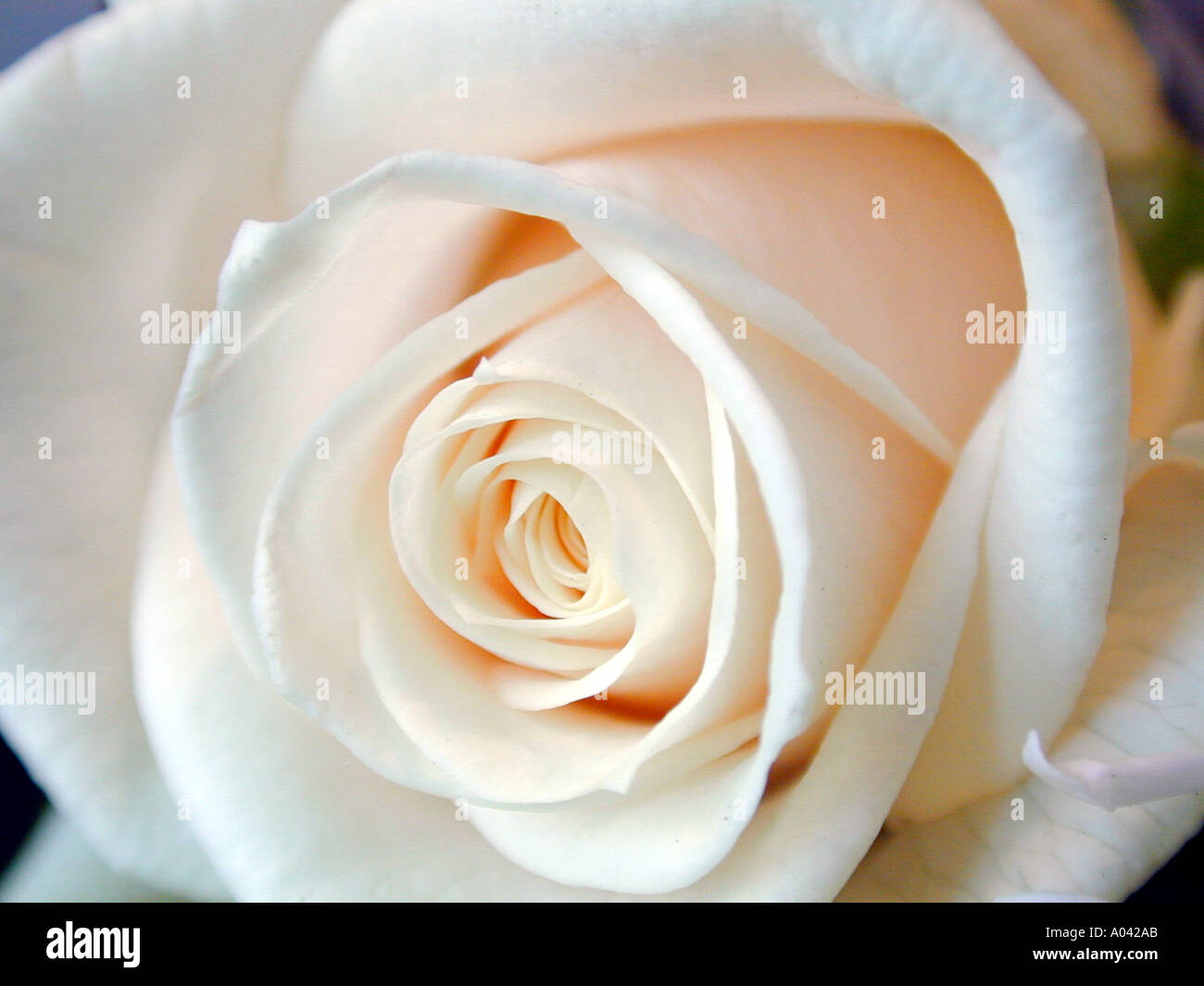 Bianco Rosa Foto Stock