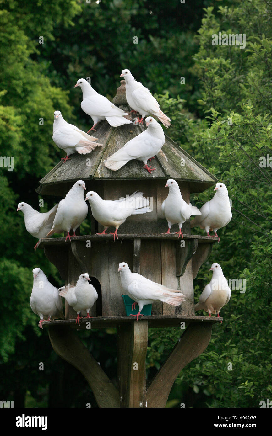 Tredici colombe bianche in una colombaia Foto Stock