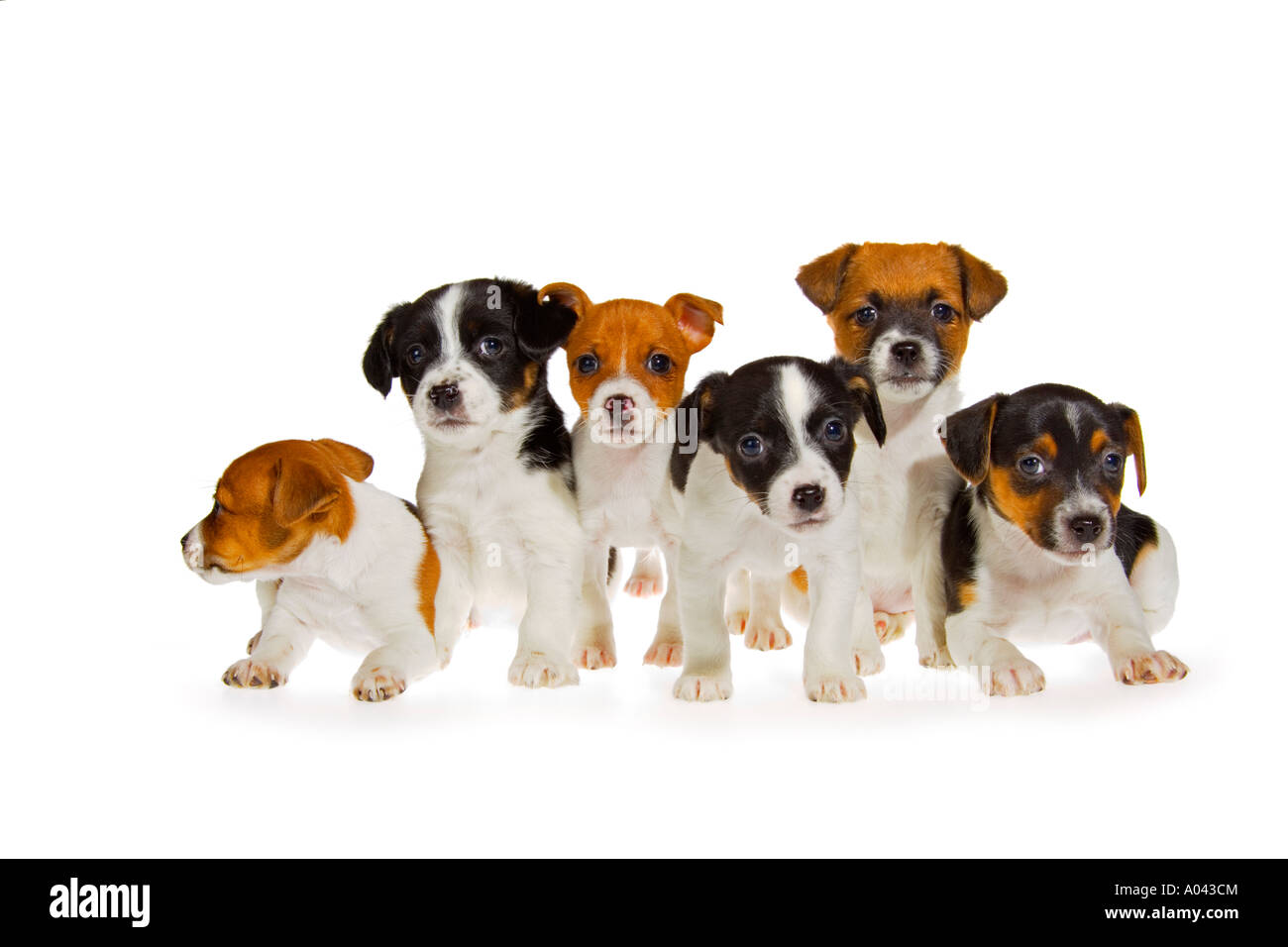 Gruppo di sei sette settimane vecchio Jack Russell Terrier cuccioli su sfondo bianco quattro seduto di fronte alla fotocamera due guardando fuori. JMH1983 Foto Stock