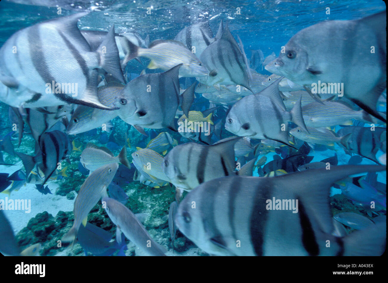 Scuola di pesce scalare reef tropicali acqua mare Foto Stock