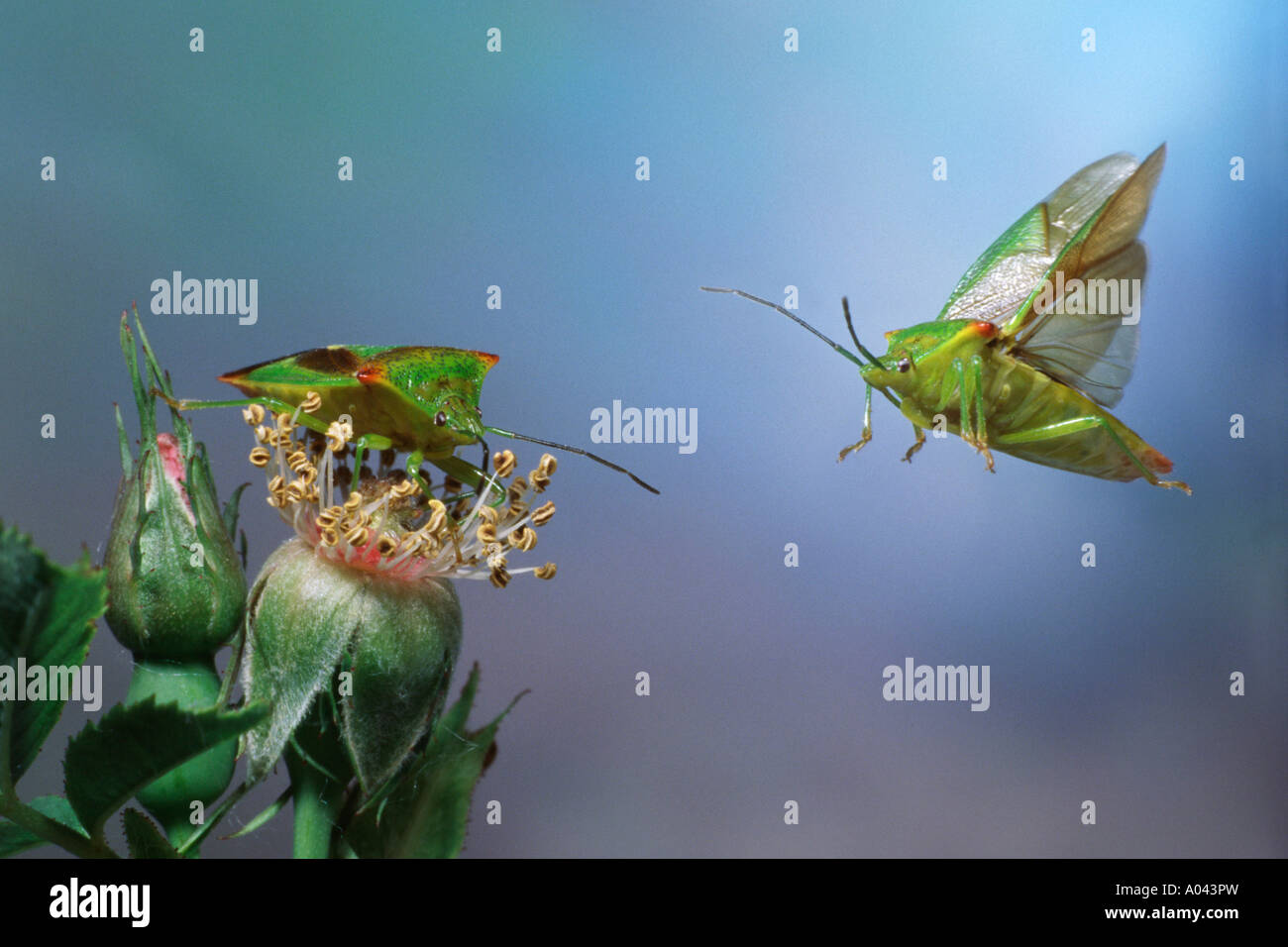 Biancospino bug di protezione (Acanthosoma haemorrhoidale) Foto Stock