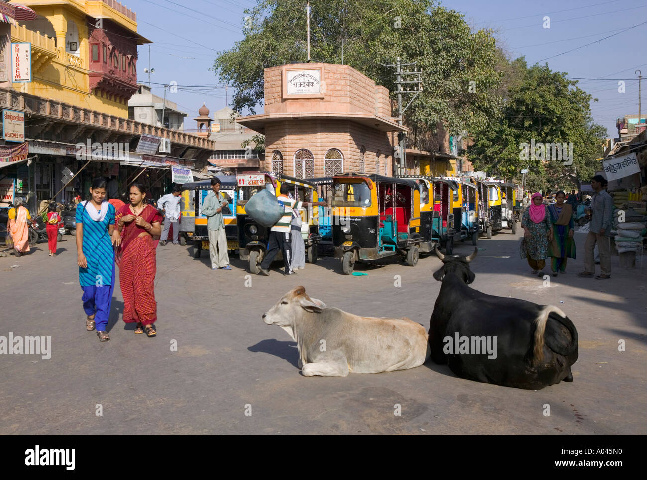 Sadar Market & vacche sacre, Jodhpur, Rajasthan, India Foto Stock