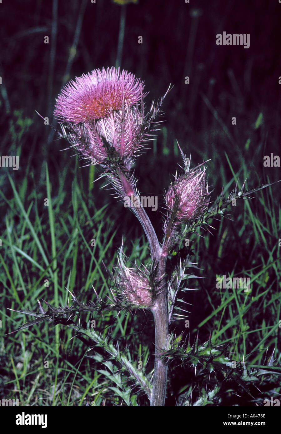 Texas Thistle Cirsium texanum trovati nella contea di ape Texas Foto Stock