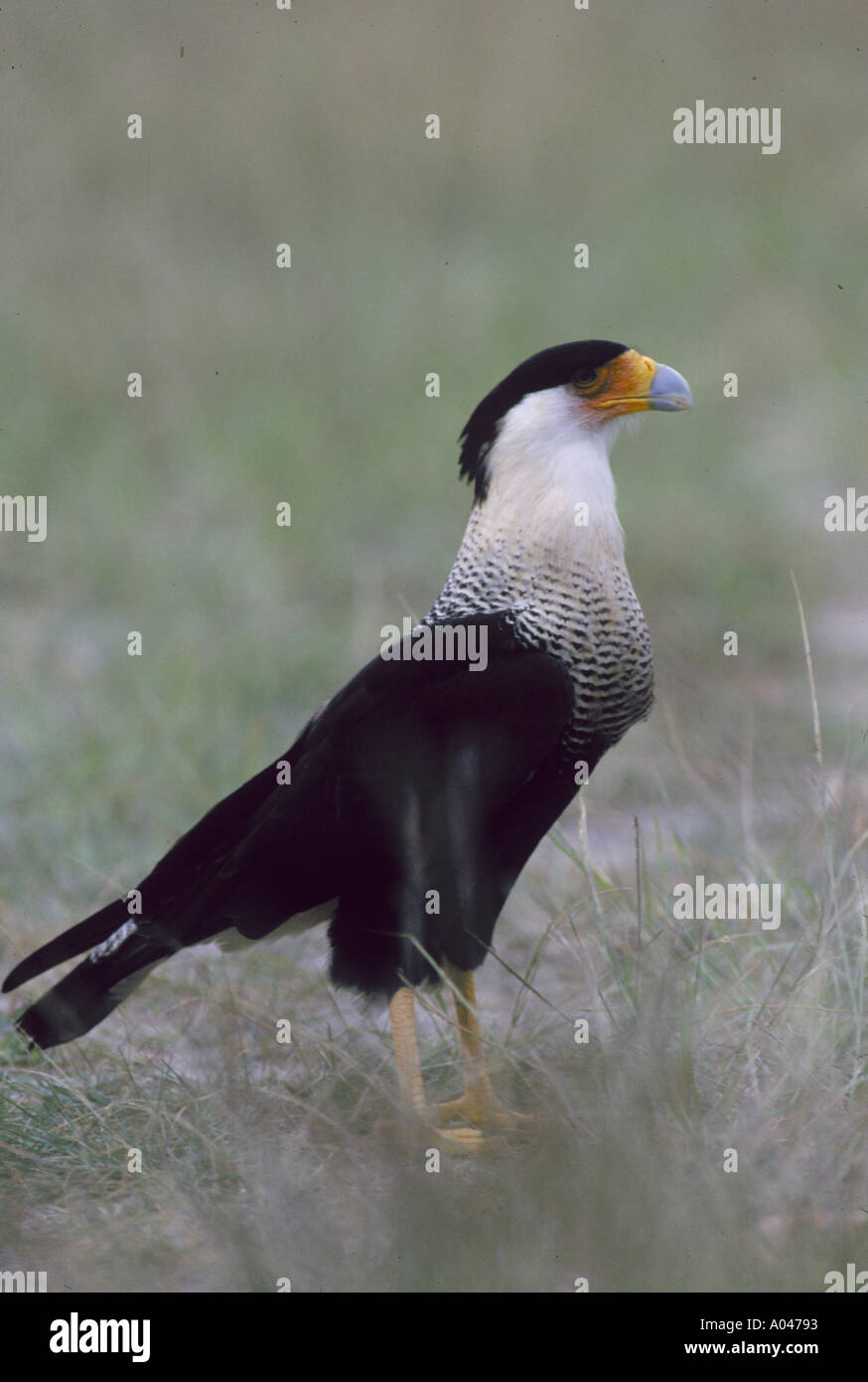 Crested Caracara Ployborus plancus uccello nazionale del Messico Foto Stock