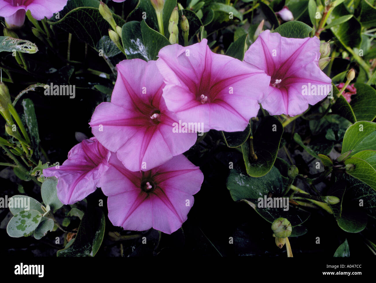 Piede di capra gloria di mattina Railroad Vine Ipomoea pes caprae photographred sulla Mustang isola vicino a Port Aransas Texas Foto Stock