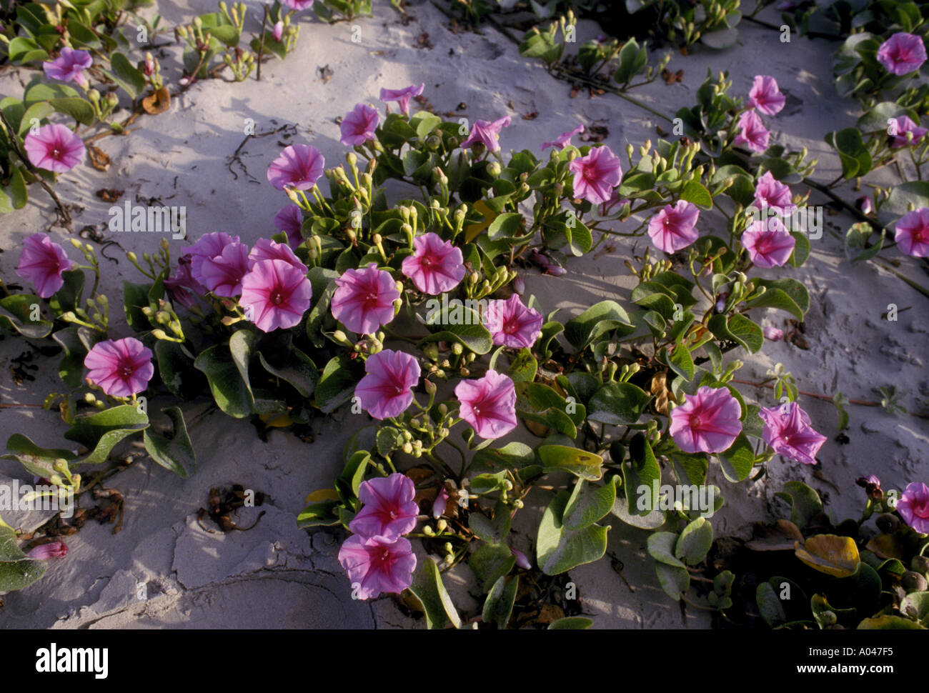 Caprini piedi gloria di mattina Ipomoea pes caprae sulla Mustang isola vicino a Port Aransas Texas Foto Stock