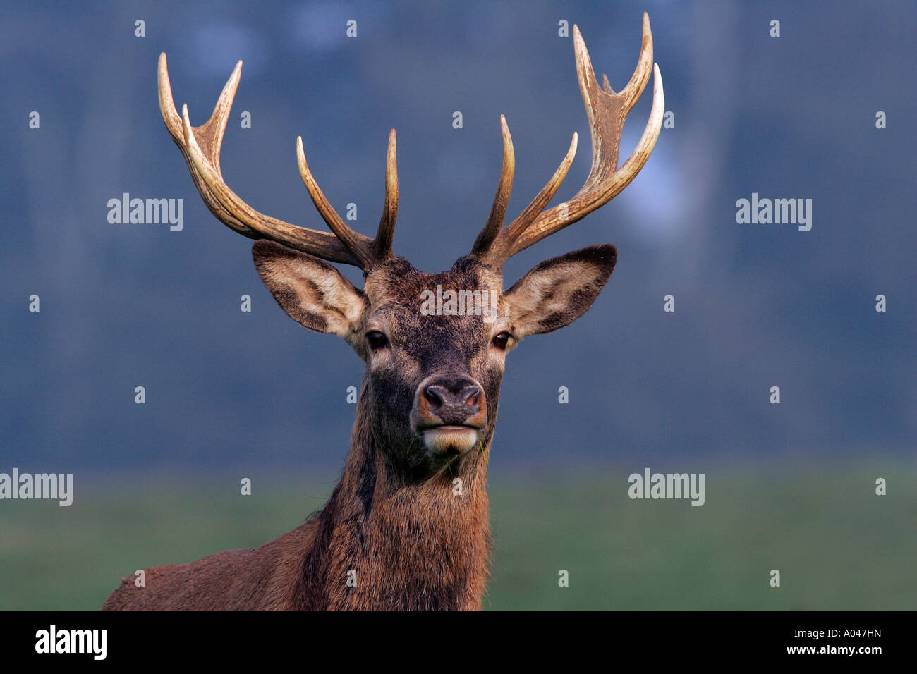 Il cervo rosso durante la routine - Cervo Rosso - maschio (Cervus elaphus) Foto Stock