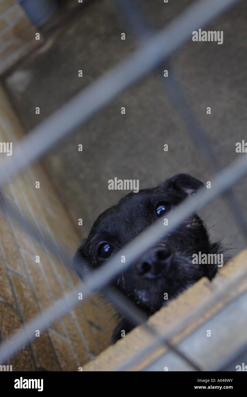 Cane a animal rescue center in attesa di nuovo proprietario Foto Stock