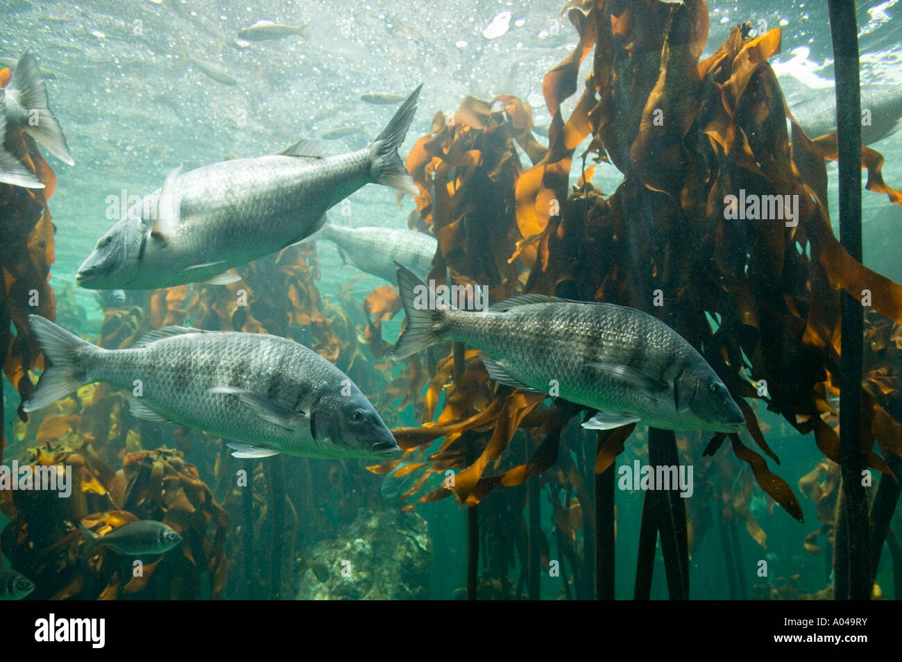 Sud Africa Cape Town Oceano Atlantico pesce nuotare nella foresta di Kelp presentano al Two Oceans Aquarium Foto Stock