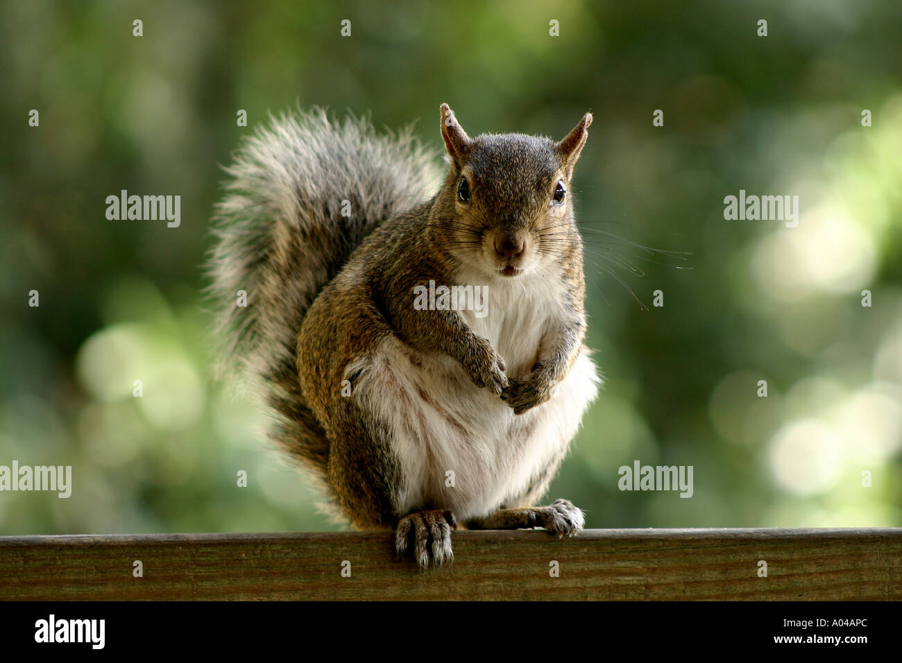 Scoiattolo grigio, Sciurus carolinensis,, America del Nord Foto Stock