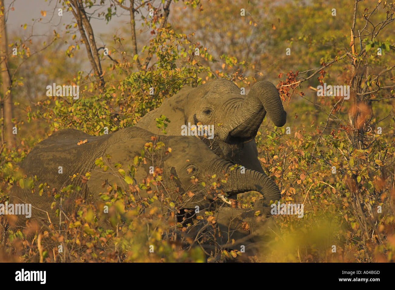 Gli elefanti africani - South Luangwa, Zambia Foto Stock