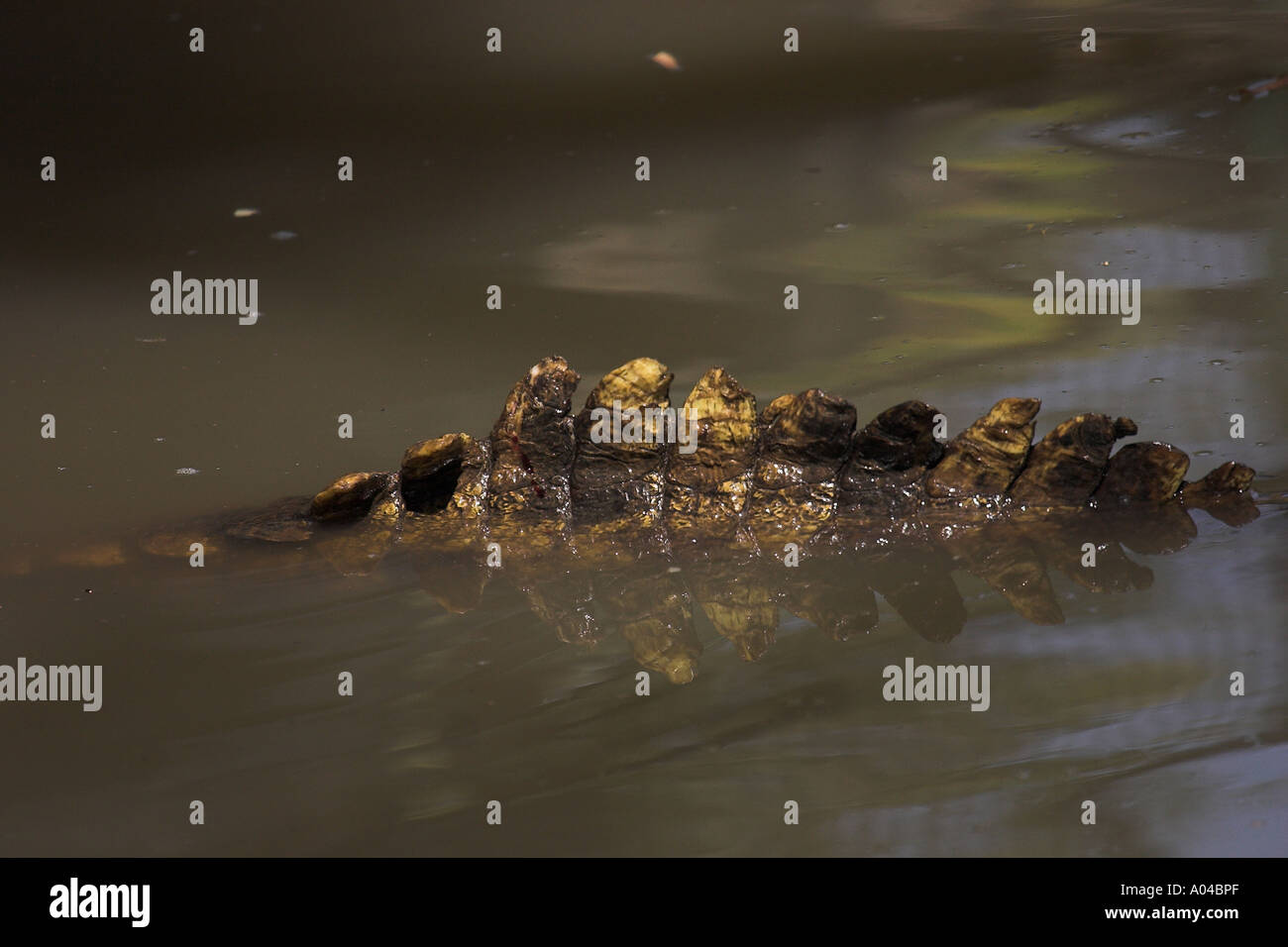 Coda di coccodrillo del Nilo - fiume Zambesi, Zimbabwe Foto Stock