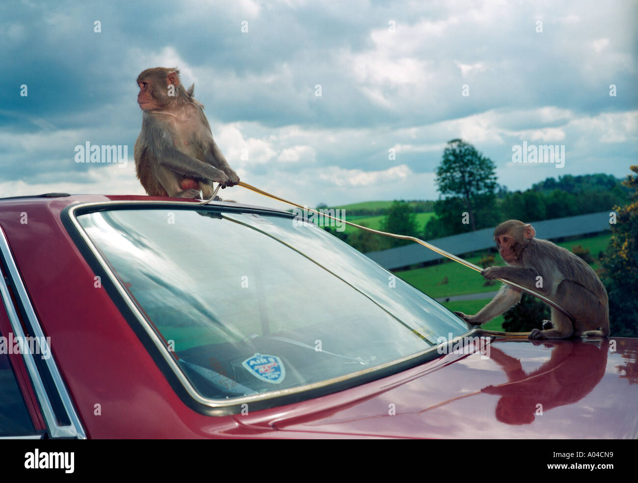 Scimmie Rhesus staccare la modanatura del vetro di un auto in un parco di safari in Gran Bretagna Foto Stock