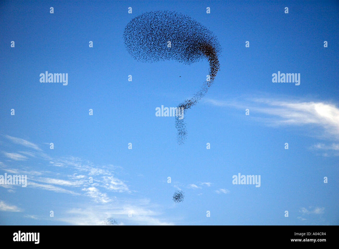 Un gregge di storni formano un punto interrogativo formazione nel cielo Foto Stock