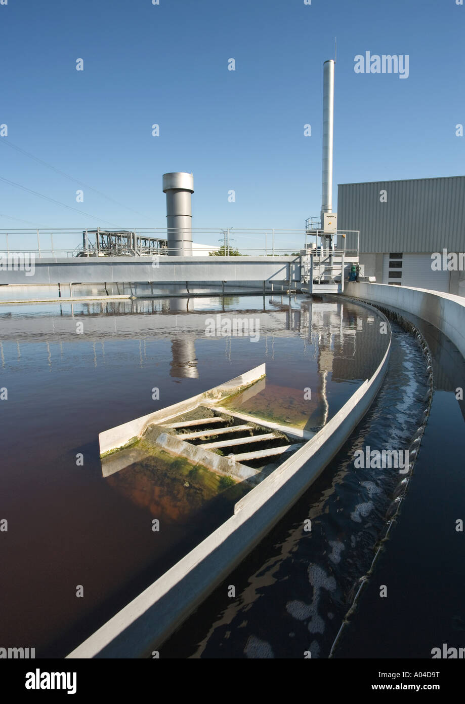 Pianta di carta Foto Stock