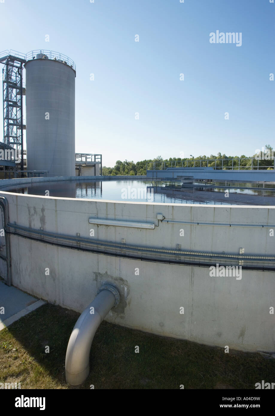 Pianta di carta Foto Stock