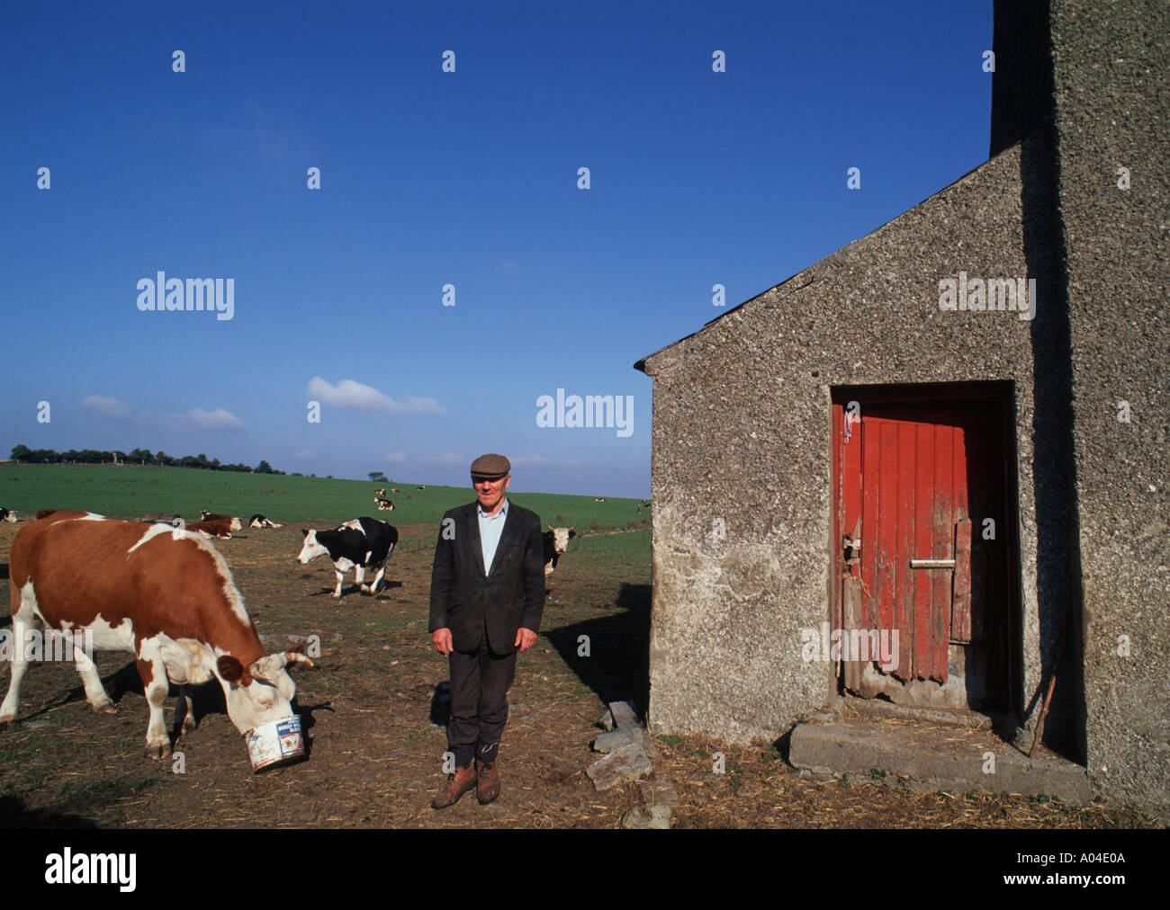 La vita in Irlanda agricoltore a casa con le mucche Farmland Davistown Irlanda Foto Stock